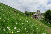 Spettacolo di narcisi e di tanti amici sul Linzone (16-05-2015) 